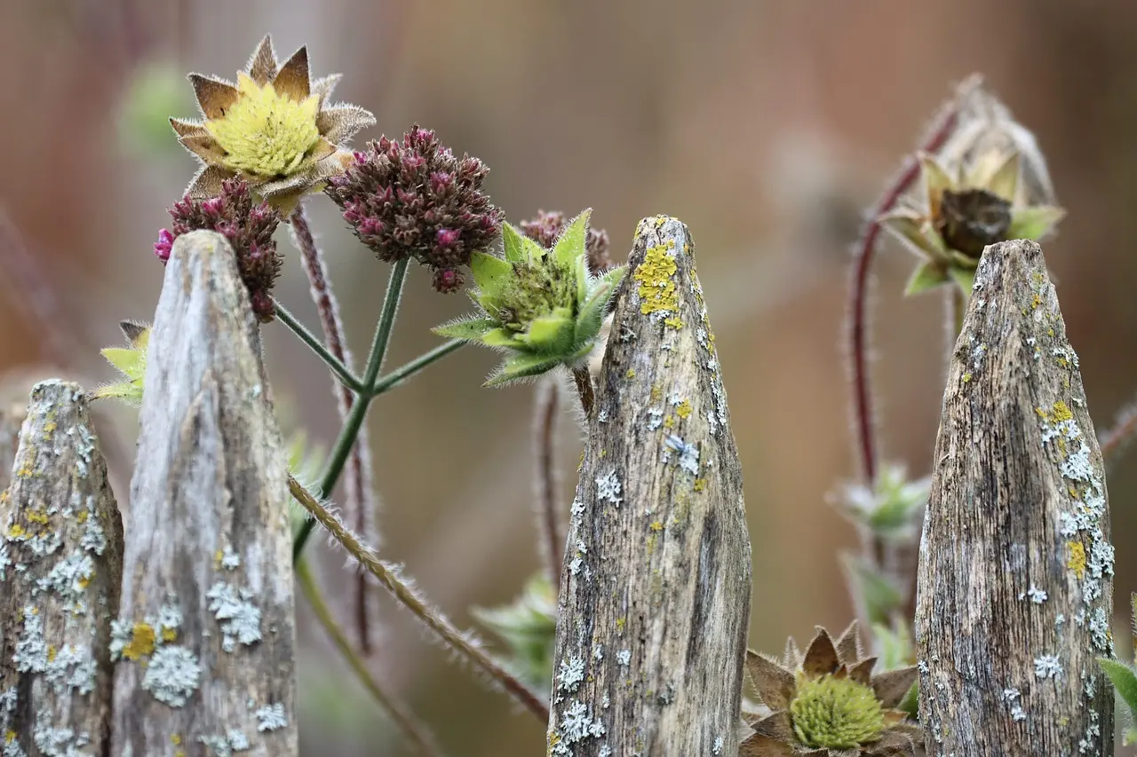 Vejrbidt træhegn med vilde blomster